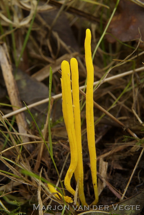 Gele knotszwam - Clavulinopsis helvola